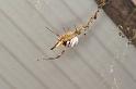 Nephila_edulis_D3697_Z_85_Hamelin pool_Australie